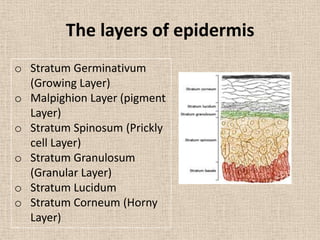 The layers of epidermis
o Stratum Germinativum
  (Growing Layer)
o Malpighion Layer (pigment
  Layer)
o Stratum Spinosum (Prickly
  cell Layer)
o Stratum Granulosum
  (Granular Layer)
o Stratum Lucidum
o Stratum Corneum (Horny
  Layer)
 