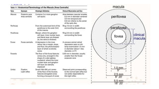 Visual Fn Evaluation of visual function with opaque media | PPTX