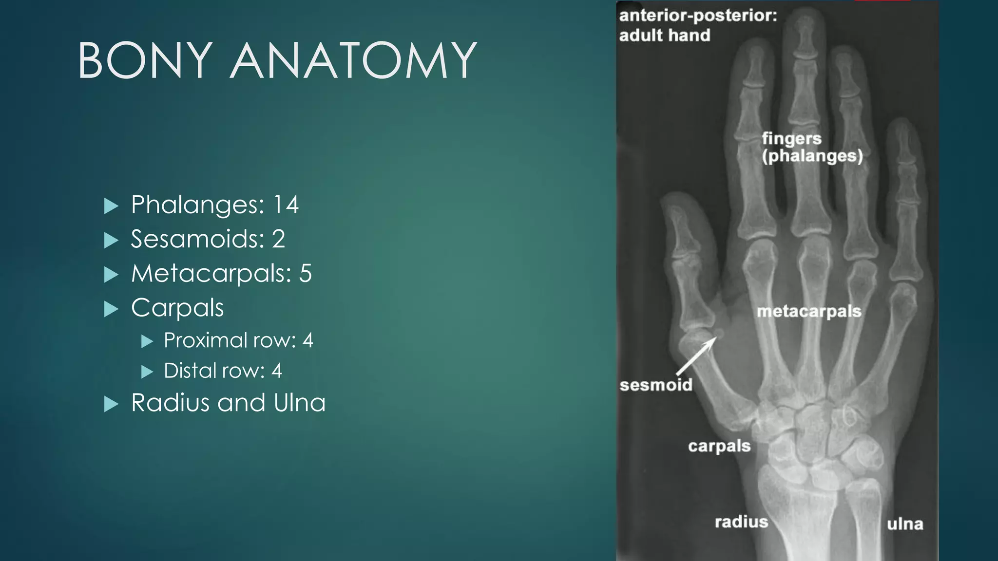 BONY ANATOMY
 Phalanges: 14
 Sesamoids: 2
 Metacarpals: 5
 Carpals
 Proximal row: 4
 Distal row: 4
 Radius and Ulna
 