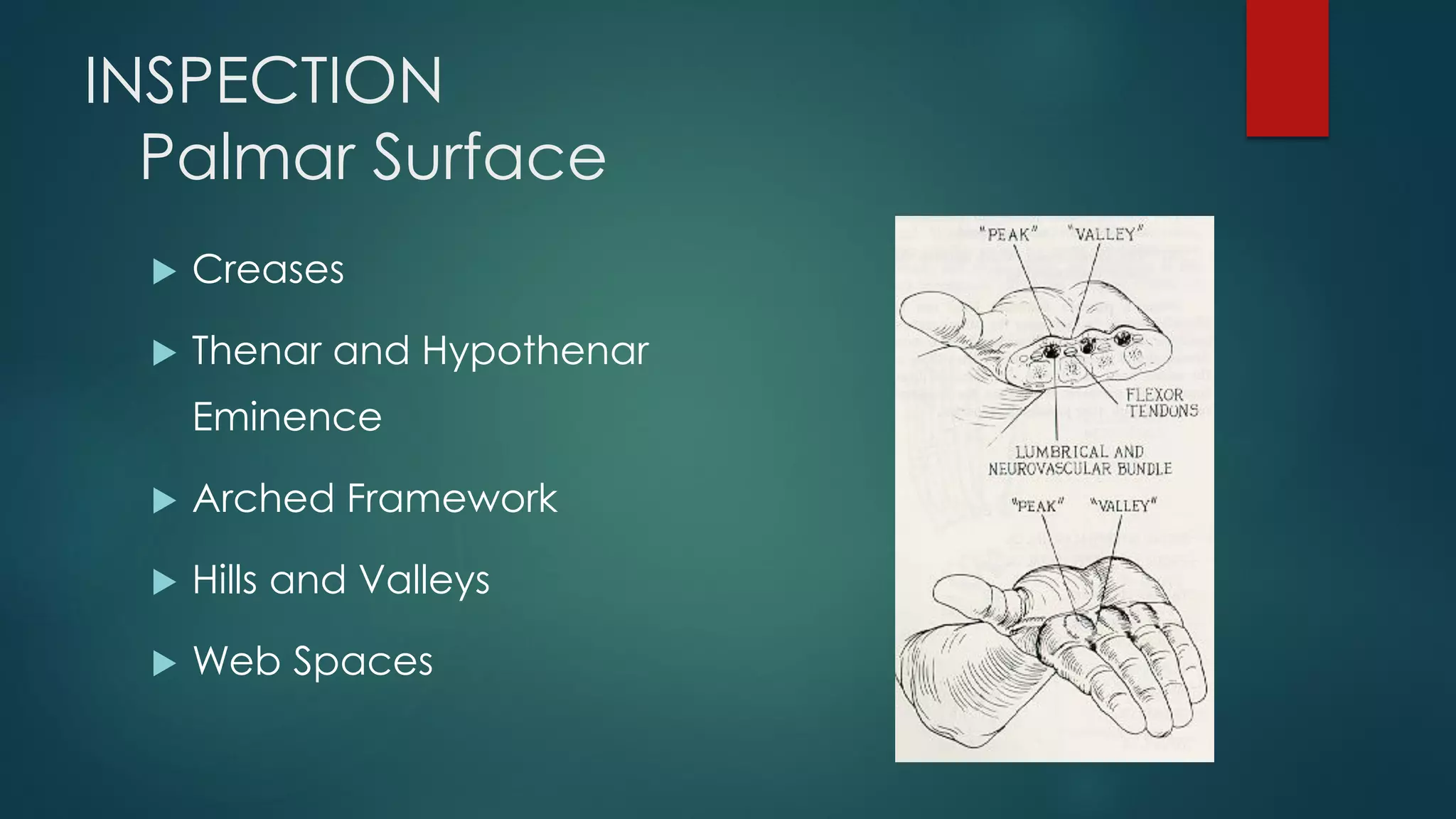 INSPECTION
Palmar Surface
 Creases
 Thenar and Hypothenar
Eminence
 Arched Framework
 Hills and Valleys
 Web Spaces
 