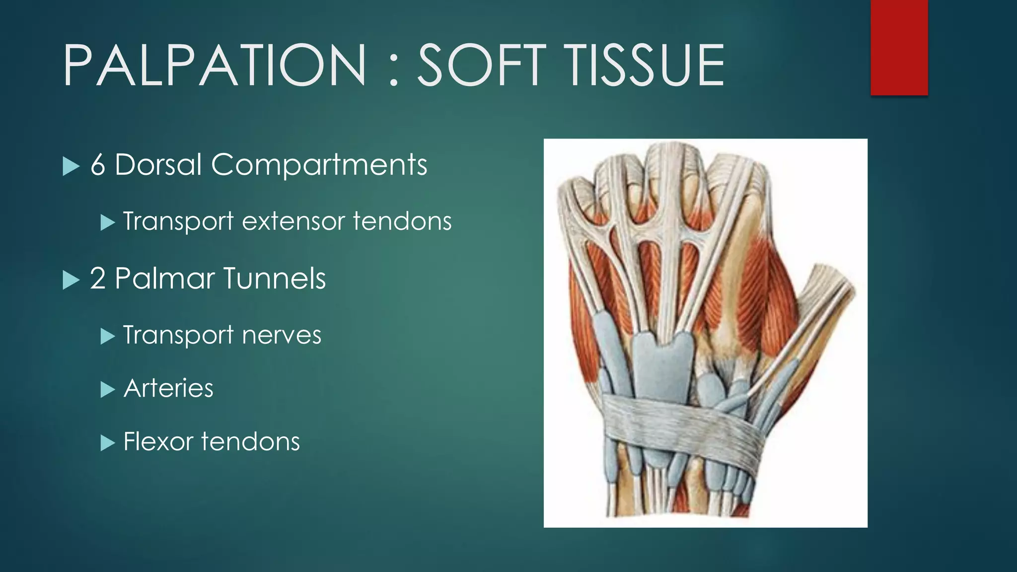 PALPATION : SOFT TISSUE
 6 Dorsal Compartments
 Transport extensor tendons
 2 Palmar Tunnels
 Transport nerves
 Arteries
 Flexor tendons
 