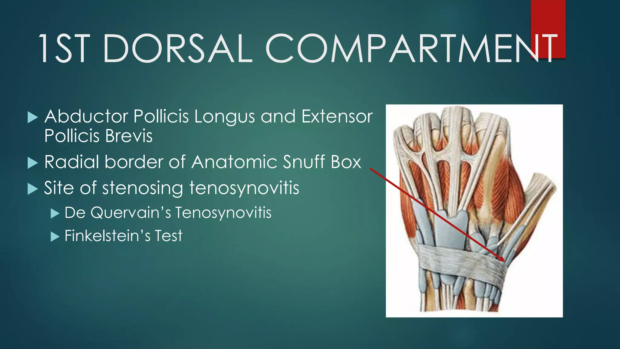 1ST DORSAL COMPARTMENT
 Abductor Pollicis Longus and Extensor
Pollicis Brevis
 Radial border of Anatomic Snuff Box
 Site of stenosing tenosynovitis
 De Quervain’s Tenosynovitis
 Finkelstein’s Test
 