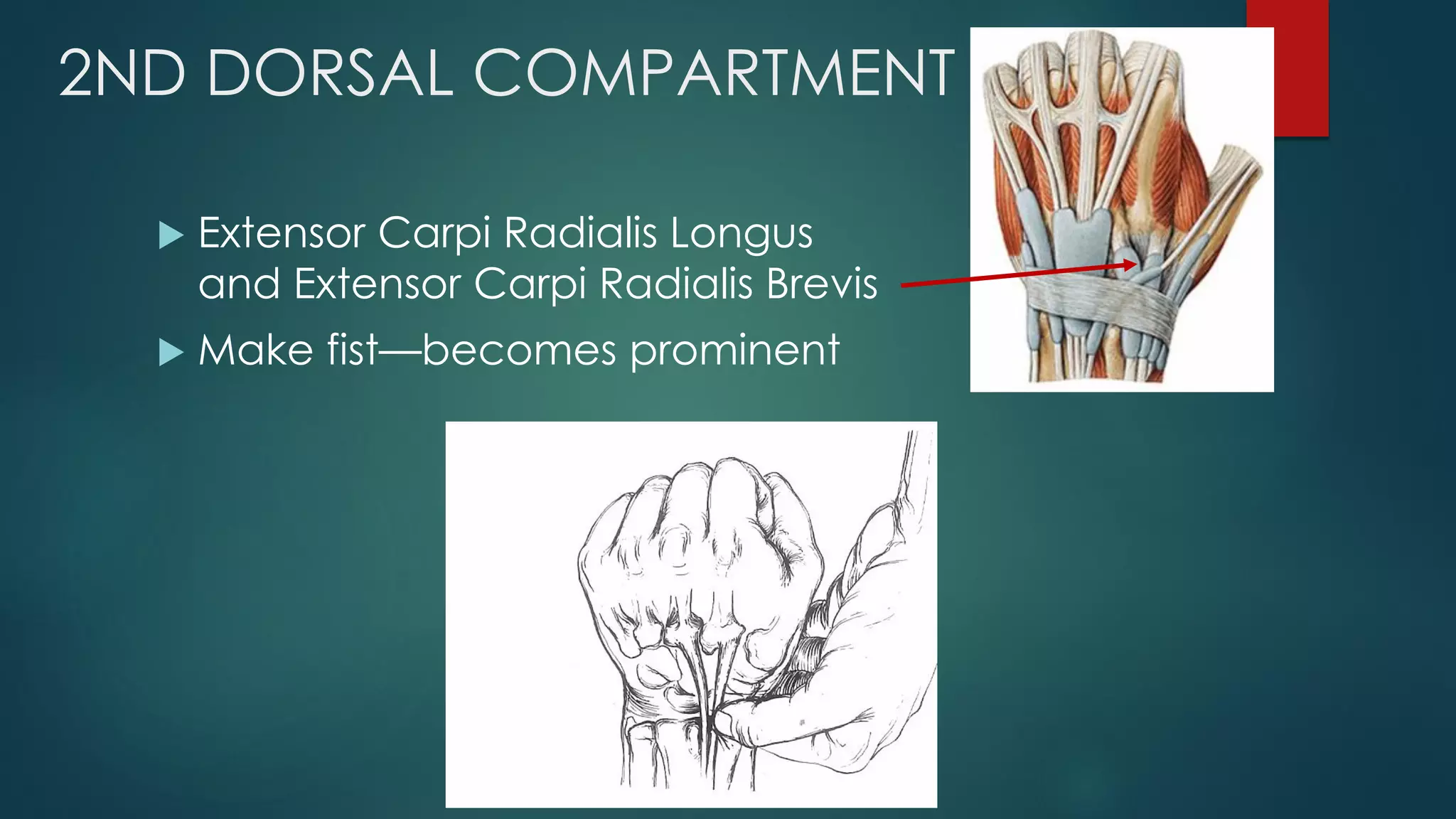 2ND DORSAL COMPARTMENT
 Extensor Carpi Radialis Longus
and Extensor Carpi Radialis Brevis
 Make fist—becomes prominent
 
