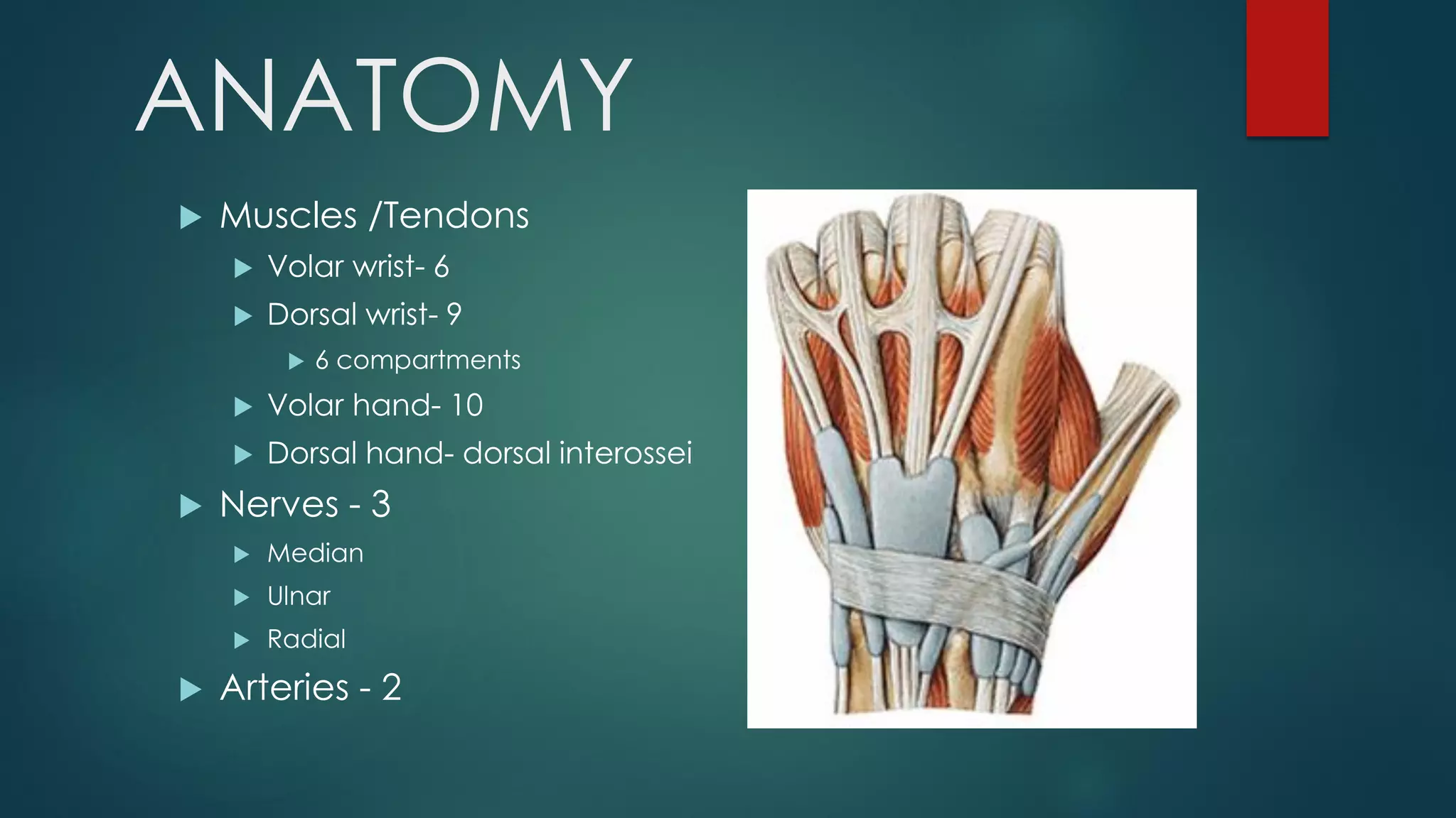 ANATOMY
 Muscles /Tendons
 Volar wrist- 6
 Dorsal wrist- 9
 6 compartments
 Volar hand- 10
 Dorsal hand- dorsal interossei
 Nerves - 3
 Median
 Ulnar
 Radial
 Arteries - 2
 