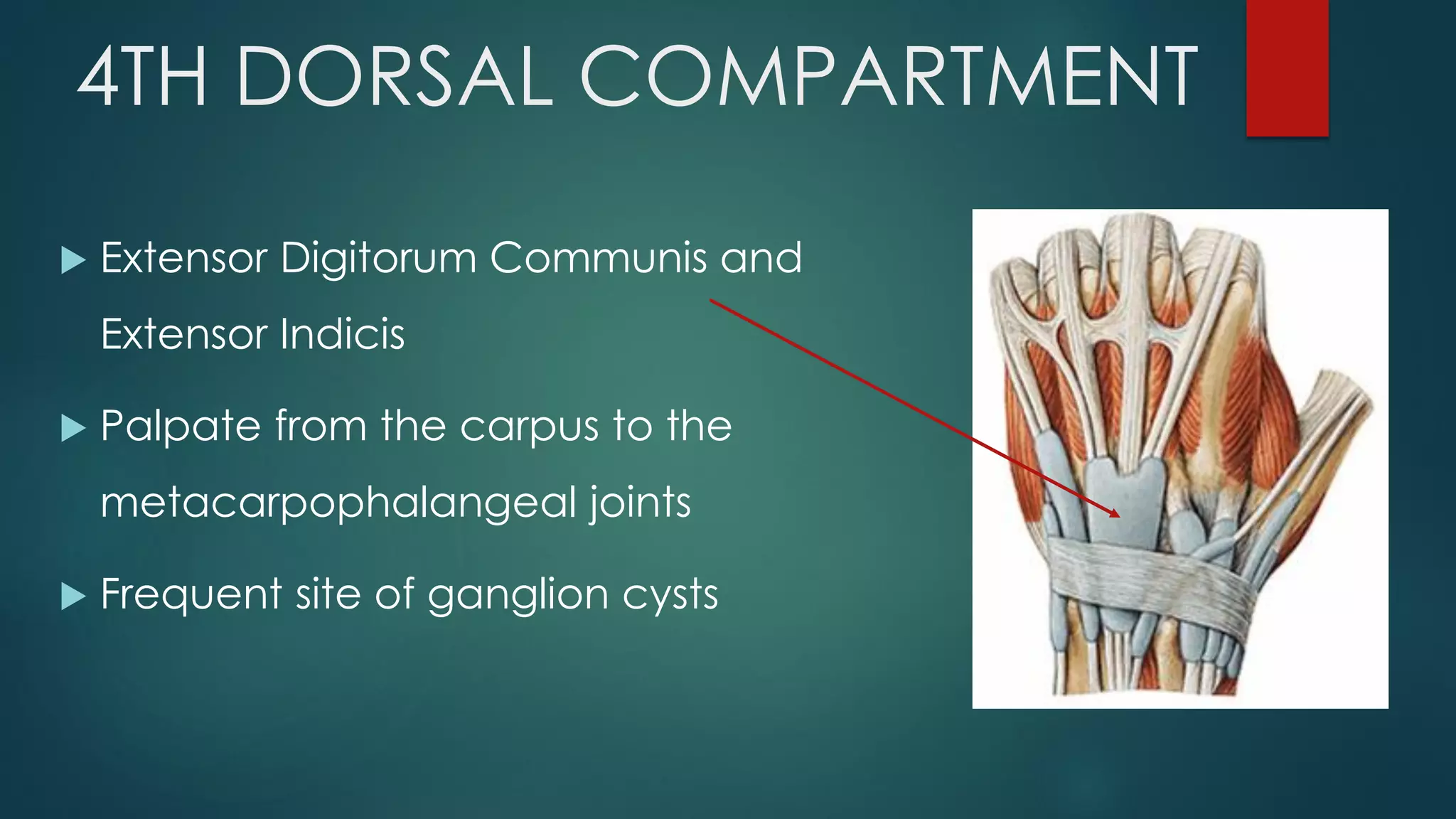 4TH DORSAL COMPARTMENT
 Extensor Digitorum Communis and
Extensor Indicis
 Palpate from the carpus to the
metacarpophalangeal joints
 Frequent site of ganglion cysts
 