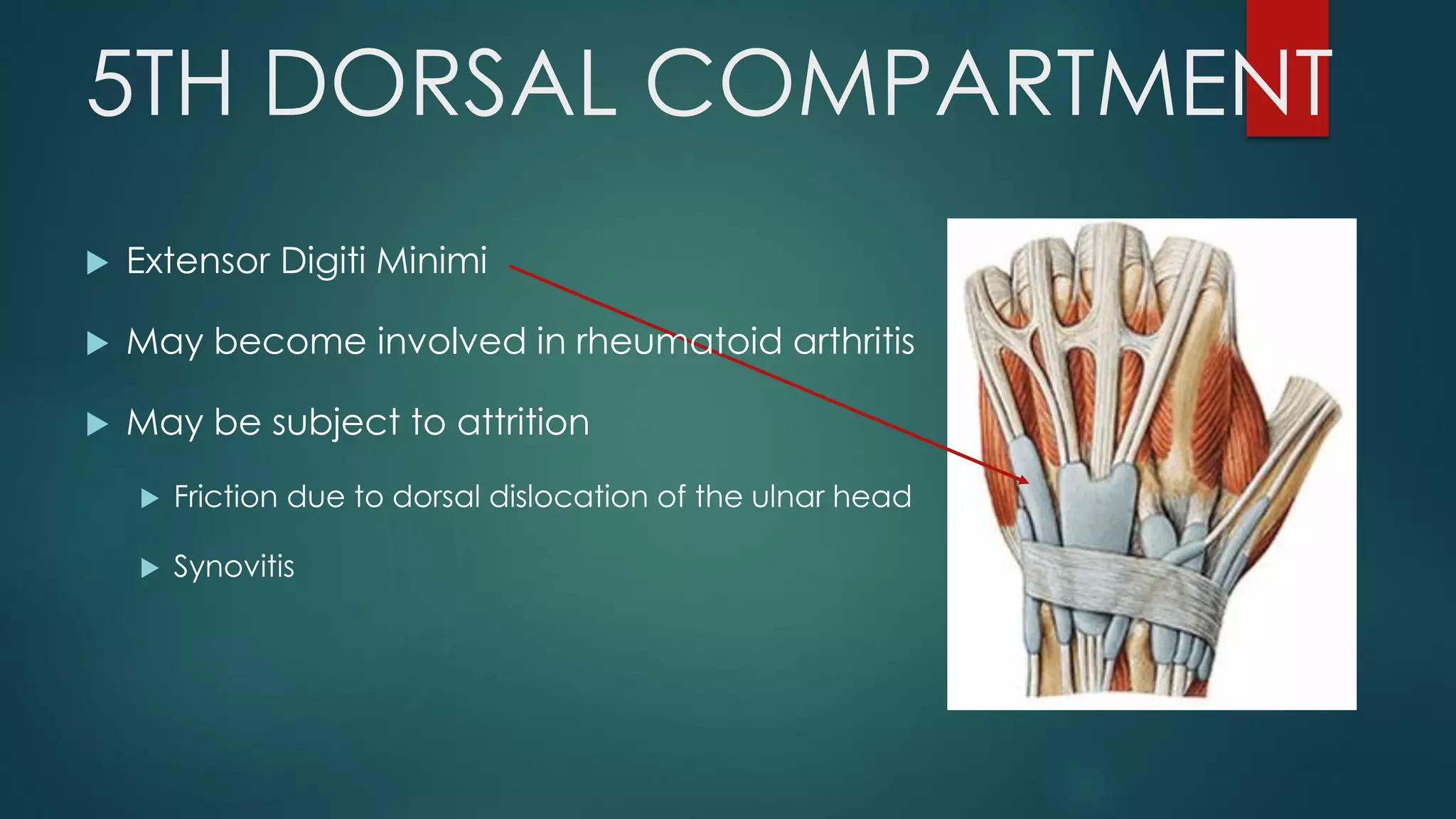 5TH DORSAL COMPARTMENT
 Extensor Digiti Minimi
 May become involved in rheumatoid arthritis
 May be subject to attrition
 Friction due to dorsal dislocation of the ulnar head
 Synovitis
 