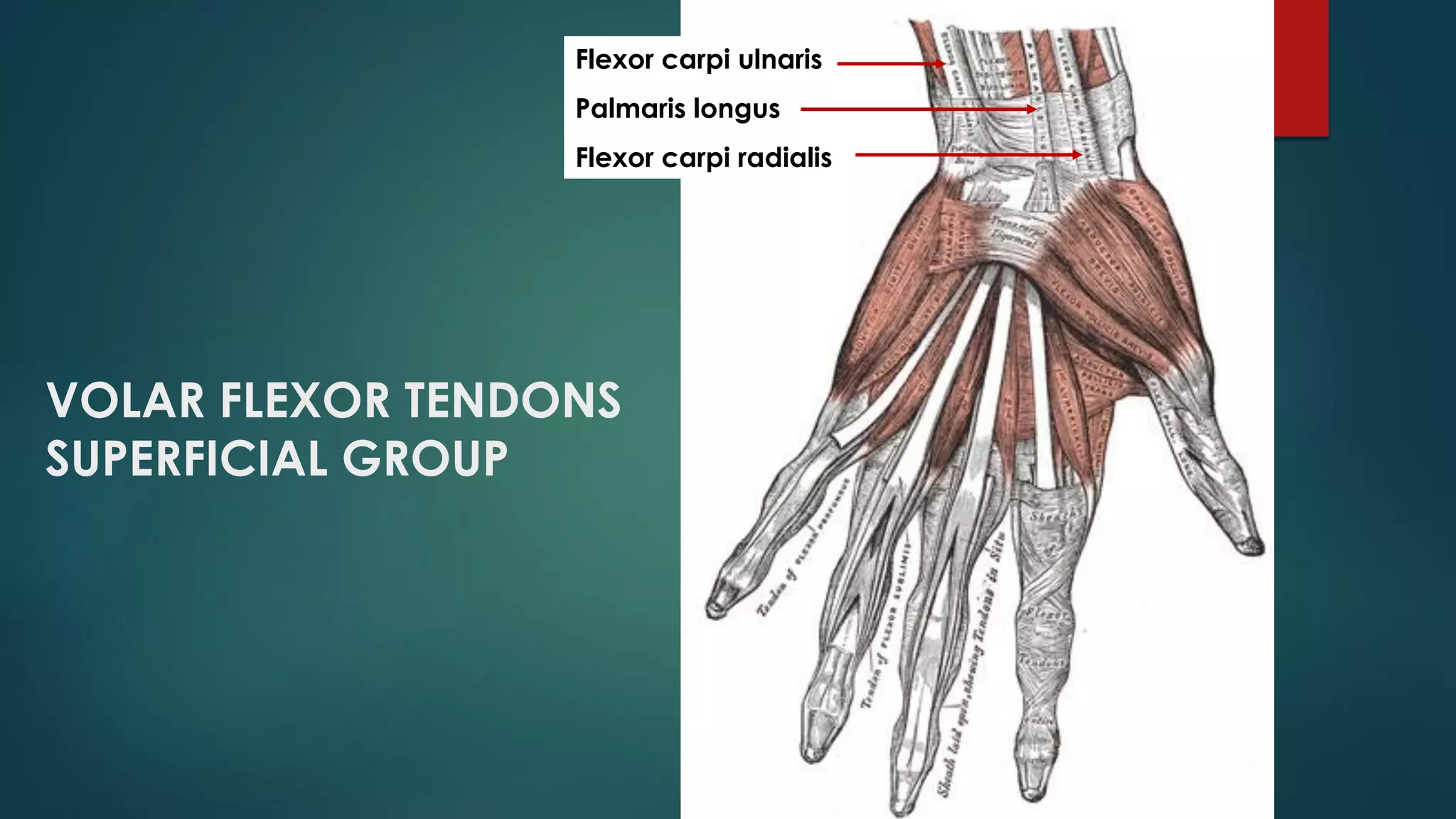 VOLAR FLEXOR TENDONS
SUPERFICIAL GROUP
Flexor carpi ulnaris
Palmaris longus
Flexor carpi radialis
 
