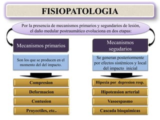 Mecanismos primarios
Mecanismos
segudarios
FISIOPATOLOGIA
Por la presencia de mecanismos primarios y segundarios de lesión,
el daño medular postraumático evoluciona en dos etapas:
Compresion
Deformacion
Contusion
Proyectiles, etc..
Hipoxia por depresion resp.
Hipotension arterial
Vasoespasmo
Cascada bioquimicas
Se generan posteriormente
por efectos sistémicos y local
del impacto inicial
Son los que se producen en el
momento del del impacto.
 