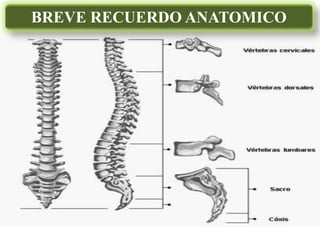 BREVE RECUERDO ANATOMICO
 