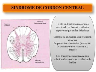 Columna
posterior
Fascículo
Corticoespinal lateral
Fascículo
espinotalamico
SINDROME DE CORDON CENTRAL
Existe un trastorno motor más
acentuado en las extremidades
superiores que en las inferiores
Siempre se encuentra una retención
de orina
Se presentan disestesias (sensación
de quemadura en las manos o
brazos)
Los trastornos sensitivos están
relacionados con la severidad de la
lesión
 