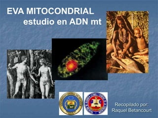 EVA MITOCONDRIAL
   estudio en ADN mt




                        Recopilado por:
                       Raquel Betancourt
 
