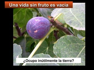 ¿Ocupo inútilmente la tierra? Una vida sin fruto es vacía 