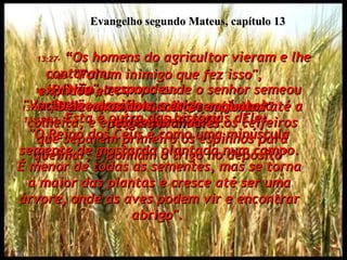 Evangelho segundo Mateus, capítulo 13 13:27-  “Os homens do agricultor vieram e lhe contaram:  ‘Patrão, o campo onde o senhor semeou aquela semente escolhida está cheio  de espinhos!’”  13:28-  "Foi um inimigo que fez isso",  explicou ele.  "Devemos arrancar os espinhos?" perguntaram eles.  13:29-  "Não", respondeu.  "Vocês vão danificar o trigo  se fizerem isso”. 13:30-  “Deixem os dois crescerem juntos até a colheita, e então eu mandarei os ceifeiros que separem primeiro os espinhos para queimar, e ponham o trigo no depósito"  13:31e32-  Esta é outra das histórias dEle:  "O Reino dos Céus é como uma minúscula semente de mostarda plantada num campo. É menor de todas as sementes, mas se torna a maior das plantas e cresce até ser uma árvore, onde as aves podem vir e encontrar abrigo".  