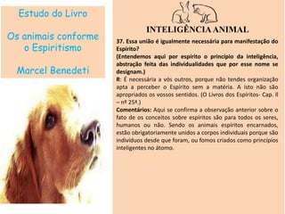 Estudo do Livro
Os animais conforme
o Espiritismo
Marcel Benedeti
INTELIGÊNCIAANIMAL
37. Essa união é igualmente necessária para manifestação do
Espírito?
(Entendemos aqui por espírito o princípio da inteligência,
abstração feita das individualidades que por esse nome se
designam.)
R: É necessária a vós outros, porque não tendes organização
apta a perceber o Espírito sem a matéria. A isto não são
apropriados os vossos sentidos. (O Livros dos Espíritos- Cap. ll
– nº 25ª.)
Comentários: Aqui se confirma a observação anterior sobre o
fato de os conceitos sobre espíritos são para todos os seres,
humanos ou não. Sendo os animais espíritos encarnados,
estão obrigatoriamente unidos a corpos individuais porque são
indivíduos desde que foram, ou fomos criados como princípios
inteligentes no átomo.
 