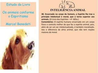 Estudo do Livro
Os animais conforme
o Espiritismo
Marcel Benedeti
INTELIGÊNCIAANIMAL
38. Encarnado no corpo do homem, o Espírito lhe traz o
princípio intelectual e moral, que o torna superior aos
animais. (O Livro dos Espíritos – nº 605a.)
Comentários: O espírito humano encarnado em um corpo
físico o controla melhor do que faz o espírito animal, pois,
além de ser um ser intelectualizado, é também moralizado.
Isto o diferencia da alma animal, que não tem noções
maiores de moral.
 