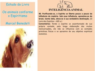Estudo do Livro
Os animais conforme
o Espiritismo
Marcel Benedeti
INTELIGÊNCIAANIMAL
40. Purificando-se, o Espírito se liberta pouco a pouco da
influência da matéria. Sob essa influência, aproxima-se do
bruto. Isento dela, eleva-se à sua verdadeira destinação. (O
Livro dos Espíritos – 605 a.)
Comentários: Tendo o espírito se assenhoreado de sua
própria vontade, pela longa elaboração das muitas
reencarnações, ele não se influencia com as vontades
primitivas físicas e se aproxima de seu objetivo espiritual
evolutivo.
 