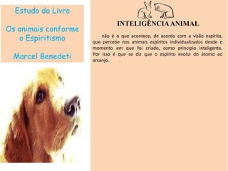 Estudo do Livro
Os animais conforme
o Espiritismo
Marcel Benedeti
INTELIGÊNCIAANIMAL
não é o que acontece, de acordo com a visão espírita,
que percebe nos animais espíritos individualizados desde o
momento em que foi criado, como princípio inteligente.
Por isso é que se diz que o espírito evolui do átomo ao
arcanjo.
 