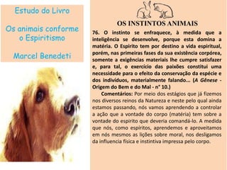 Estudo do Livro
Os animais conforme
o Espiritismo
Marcel Benedeti
OS INSTINTOS ANIMAIS
76. O instinto se enfraquece, à medida que a
inteligência se desenvolve, porque esta domina a
matéria. O Espirito tem por destino a vida espiritual,
porém, nas primeiras fases da sua existência corpórea,
somente a exigências materiais lhe cumpre satisfazer
e, para tal, o exercício das paixões constitui uma
necessidade para o efeito da conservação da espécie e
dos indivíduos, materialmente falando... (A Gênese -
Origem do Bem e do Mal - n° 10.)
Comentários: Por meio dos estágios que já fizemos
nos diversos reinos da Natureza e neste pelo qual ainda
estamos passando, nós vamos aprendendo a controlar
a ação que a vontade do corpo (matéria) tem sobre a
vontade do espirito que deveria comandá-lo. A medida
que nós, como espíritos, aprendemos e aproveitamos
em nós mesmos as lições sobre moral, nos desligamos
da influencia física e instintiva impressa pelo corpo.
 