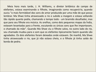 .
Meia hora mais tarde, J. H. Williams, o diretor britânico do campo de
elefantes, estava examinando o filhote, imaginando como recuperá-lo, quando
ouviu "o mais formidável dos sons de amor produzido por uma mãe de que posso
lembrar. Ma Shwe tinha atravessado o rio e subido a margem e estava voltando
tão rápido quanto podia, chamando o tempo todo - um bramido desafiador, mas
que para seu filhote era música. As orelhas, como dois pequenos mapas da Índia,
estavam levantadas para a frente, escutando os únicos sons que lhe importavam,
o chamado da mãe". Quando Ma Shwe viu o filhote salvo, no outro lado do rio,
seu chamado mudou para o som que os elefantes tipicamente fazem quando são
agradados. Os dois elefantes foram deixados onde estavam. De manhã, Ma Shwe
tinha atravessado o rio, que já não estava cheio, e o filhote já tinha saído da
borda de pedra.
 