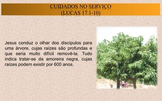Jesus conduz o olhar dos discípulos para
uma árvore, cujas raízes são profundas e
que seria muito difícil removê-la. Tudo
indica tratar-se da amoreira negra, cujas
raízes podem existir por 600 anos.
CUIDADOS NO SERVIÇO
(LUCAS 17.1-10)
 