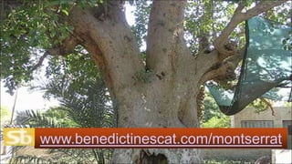 www.benedictinescat.com/montserrat

 