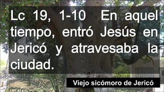 Lc 19, 1-10 En aquel
tiempo, entró Jesús en
Jericó y atravesaba la
ciudad.
Viejo sicómoro de Jericó

 