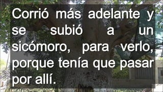 Corrió más adelante y
se
subió
a
un
sicómoro, para verlo,
porque tenía que pasar
por allí.

 
