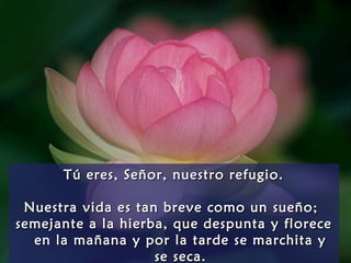 Tú eres, Señor, nuestro refugio.Tú eres, Señor, nuestro refugio.
Nuestra vida es tan breve como un sueño;Nuestra vida es tan breve como un sueño;
semejante a la hierba, que despunta y florecesemejante a la hierba, que despunta y florece
en la mañana y por la tarde se marchita yen la mañana y por la tarde se marchita y
se seca.se seca.
 