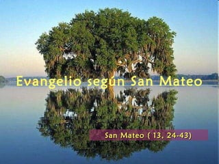 Evangelio según San Mateo
San Mateo ( 13, 24-43)San Mateo ( 13, 24-43)
 