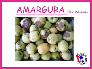 AMARGURA Hebreos 12:15
 