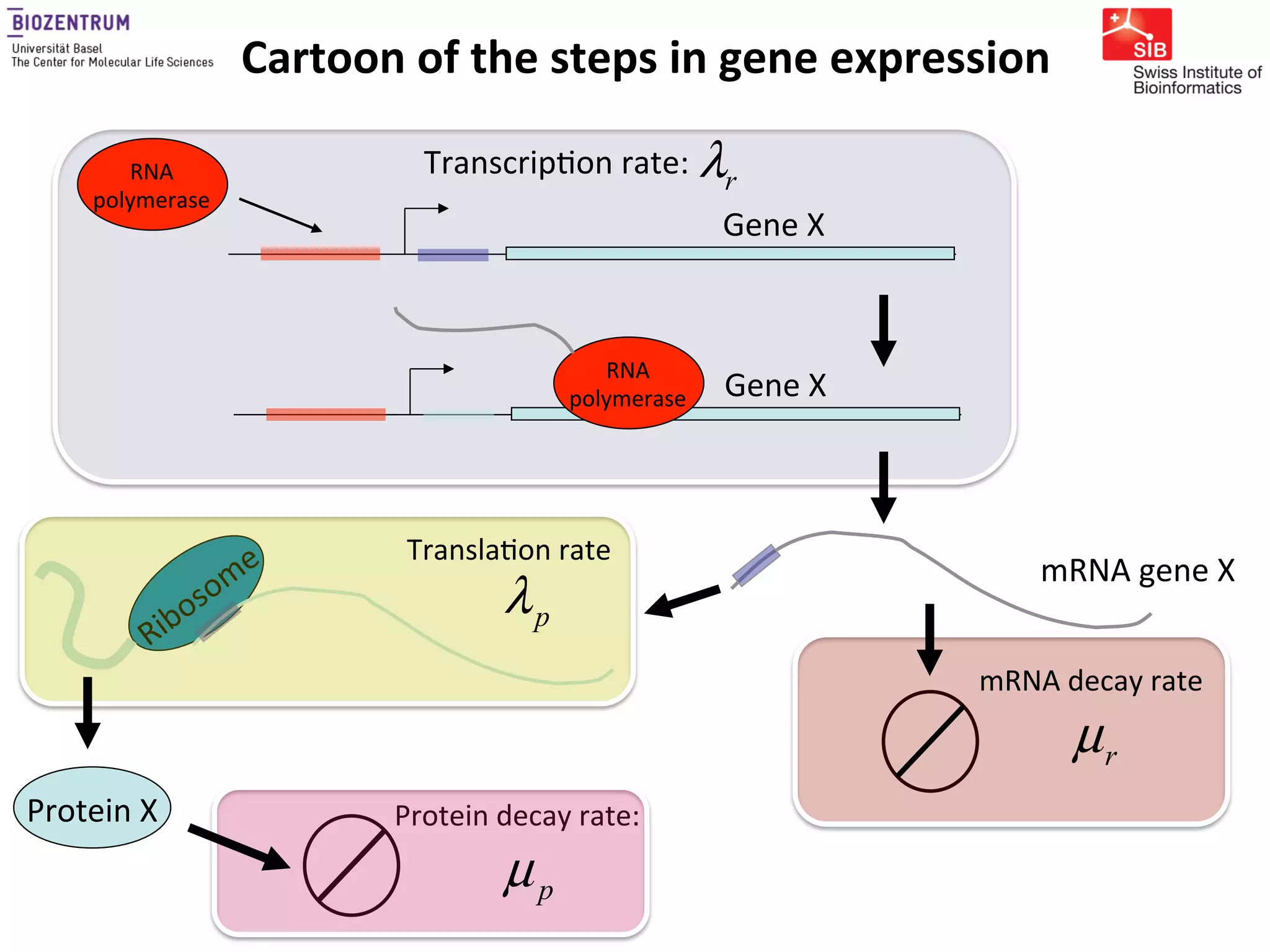 Gene expression noise, regulation, and noise propagation - Erik van ...