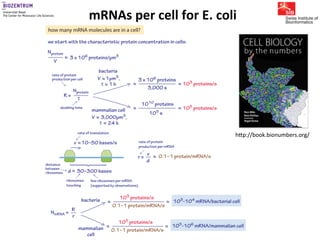 Gene expression noise, regulation, and noise propagation - Erik van ...
