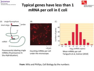 Gene expression noise, regulation, and noise propagation - Erik van ...