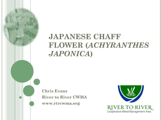 JAPANESE CHAFF
  FLOWER (ACHYRANTHES
  JAPONICA)




Chris Evans
River to River CWMA
www.rtrcwma.org
 