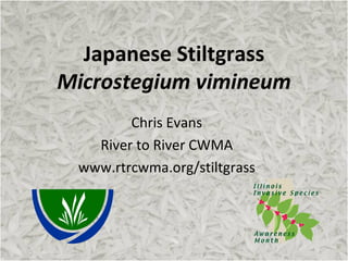 Japanese Stiltgrass
Microstegium vimineum
        Chris Evans
   River to River CWMA
 www.rtrcwma.org/stiltgrass
 