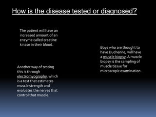 How is the disease tested or diagnosed?The patient will have an increased amount of an enzyme called creatine kinase in their blood.  Boys who are thought to have Duchenne, will have a muscle biopsy. A muscle biopsy is the sampling of muscle tissue for microscopic examination. Another way of testing this is through electromyography, which is a test that estimates muscle strength and evaluates the nerves that control that muscle. 