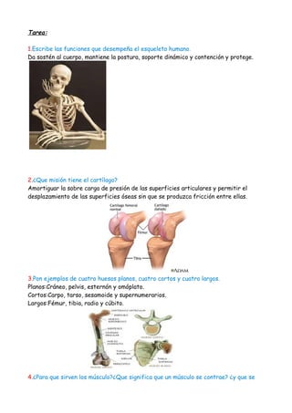 Tarea:

1.Escribe las funciones que desempeña el esqueleto humano.
Da sostén al cuerpo, mantiene la postura, soporte dinámico y contención y protege.




2.¿Que misión tiene el cartílago?
Amortiguar la sobre carga de presión de las superficies articulares y permitir el
desplazamiento de las superficies óseas sin que se produzca fricción entre ellas.




3.Pon ejemplos de cuatro huesos planos, cuatro cortos y cuatro largos.
Planos:Cráneo, pelvis, esternón y omóplato.
Cortos:Carpo, tarso, sesamoide y supernumerarios.
Largos:Fémur, tibia, radio y cúbito.




4.¿Para que sirven los músculo?¿Que significa que un músculo se contrae? ¿y que se
 