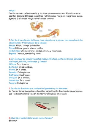 relaja?
Son los motores del movimiento, y hace que podamos movernos. Al contraerse se
acortan. Ejemplo: El bíceps se contrae y el tríceps se relaja. Al relajarse se alarga.
Ejemplo El bíceps se relaja y el tríceps se contrae.




5.Escribe tres músculos del brazo, tres músculos de la pierna, tres músculos de los
abdominales y tres músculos de la espalda:
Brazos:Bíceps, Tríceps y deltoides.
Pierna:Glúteos, gemelo interno y sóleo.
Abdominales:Oblicuo interno, oblicuo externo y transverso.
Espalda:Trapecio, romboide y teres.

6.¿En que lugar se encuentran estos músculos?Glúteos, deltoides bíceps, gemelos,
diafragma, oblicuos, cuádriceps y femoral:
Glúteos: En el trasero.
Deltoides: En los hombros.
Bíceps: En el brazo.
Gemelos: En las piernas.
Diafragma: En el tórax.
Oblicuos: En la espalda.
Cuádriceps: En el brazo.
Femoral: En la pierna.

7.Escribe las funciones que realizan los ligamentos y los tendones:
La función de los ligamentos es la unión y estabilización de estructuras anatómicas.
Los tendones tienen la función de insertar el musculo en el hueso.




8.¿Cual es el hueso más largo del cuerpo humano?
El fémur.
 