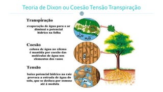 Teoria de Dixon ou CoesãoTensãoTranspiração
 