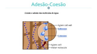Adesão-Coesão
Coesão e adesão das moléculas de água
 