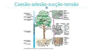 Coesão-adesão-sucção-tensão
 