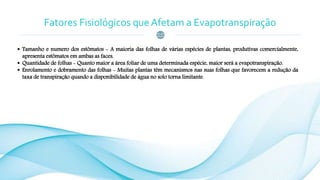 Fatores Fisiológicos que Afetam a Evapotranspiração
 Tamanho e numero dos estômatos - A maioria das folhas de várias espécies de plantas, produtivas comercialmente,
apresenta estômatos em ambas as faces.
 Quantidade de folhas - Quanto maior a área foliar de uma determinada espécie, maior será a evapotranspiração.
 Enrolamento e dobramento das folhas - Muitas plantas têm mecanismos nas suas folhas que favorecem a redução da
taxa de transpiração quando a disponibilidade de água no solo torna limitante.
 