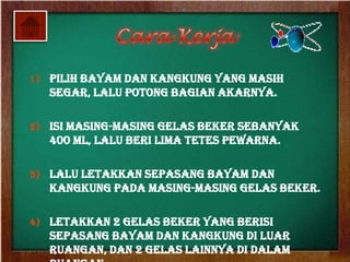 1) Pilih bayam dan kangkung yang masih
   segar, lalu potong bagian akarnya.

2) Isi masing-masing gelas beker sebanyak
   400 ml, lalu beri lima tetes pewarna.

3) Lalu letakkan sepasang bayam dan
   kangkung pada masing-masing gelas beker.

4) Letakkan 2 gelas beker yang berisi
   sepasang bayam dan kangkung di luar
   ruangan, dan 2 gelas lainnya di dalam
 