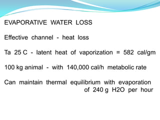 EVAPORATIVE WATER LOSS

Effective channel - heat loss

Ta 25 C - latent heat of vaporization = 582 cal/gm

100 kg animal - with 140,000 cal/h metabolic rate

Can maintain thermal equilibrium with evaporation
                           of 240 g H2O per hour
 