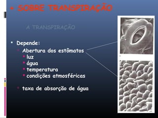 + SOBRE TRANSPIRAÇÃO
A TRANSPIRAÇÃO
 Depende:
 Abertura dos estômatos
 luz
 água
 temperatura
 condições atmosféricas
 taxa de absorção de água
 