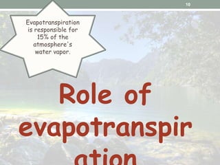 Role of
evapotranspir
10
Evapotranspiration
is responsible for
15% of the
atmosphere's
water vapor.
 