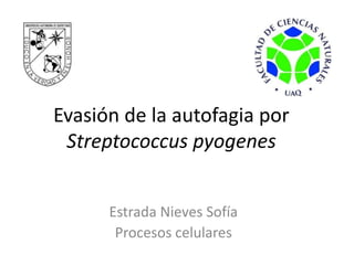 Evasión de la autofagia por
Streptococcus pyogenes
Estrada Nieves Sofía
Procesos celulares
 