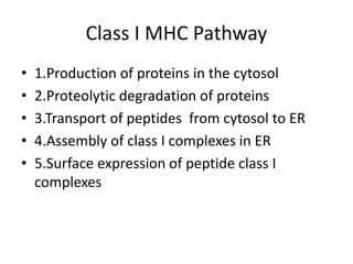 Class I MHC Pathway
• 1.Production of proteins in the cytosol
• 2.Proteolytic degradation of proteins
• 3.Transport of peptides from cytosol to ER
• 4.Assembly of class I complexes in ER
• 5.Surface expression of peptide class I
complexes
 
