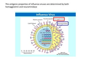 The antigenic properties of influenza viruses are determined by both
hemagglutinin and neuraminidase
 