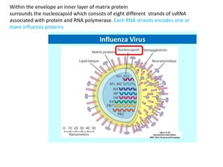 Within the envelope an inner layer of matrix protein
surrounds the nucleocapsid which consists of eight different strands of ssRNA
associated with protein and RNA polymerase. Each RNA strands encodes one or
more influenza proteins
 